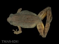 藏品(太田樹蛙)的圖片